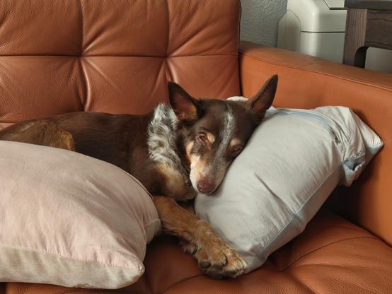 My brown and tan mixed breed dog relaxes among a pile of pillows