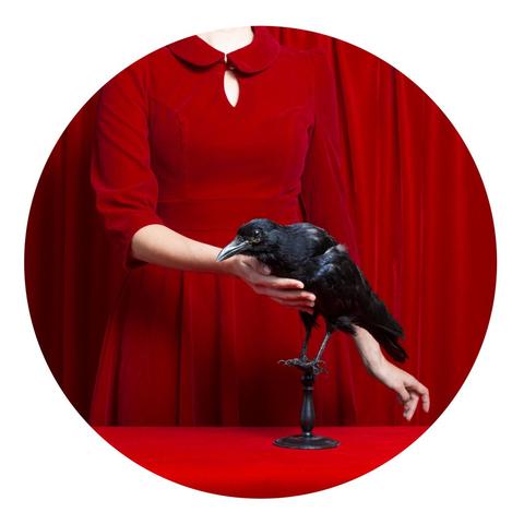 Photo couleur au format rond. Une femme en robe velours rouge (on ne voit pas sa tête) caresse le poitrail d'une corneille. Le fond de la scène, et la table sont recouvert du même velours rouge, donnant une impression théâtrale à la scène. Ici la star, c'est la corneille : un oiseau à la mauvaise réputation, et pourtant passionnant, capable d'apprendre à ses petits à reconnaître les personnes qui lui ont fait du mal pour les attaquer ! Faut pas emmerder une corneille, soyez des corneilles !!
Pitch de la série : La sorcière est une création des hommes pour mieux persécuter, contrôler et dominer les femmes. À cette création nous répondons par une autre, avec des images de ces femmes qui effraient car trop âgées, trop indépendantes et trop savantes, pour en faire des icônes, des figures fortes et mobilisatrices.