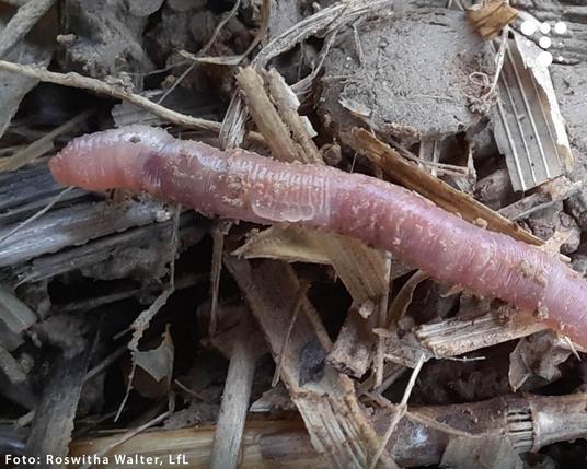 Das Bild zeigt einen Regenwurm auf einer Mischung aus Erde und abgestorbenen Pflanzenteilen wie kleinen Zweigen, Blättern und Strohstücken. Der Wurm ist rosa bis bräunlich gefärbt, mit sichtbaren Ringsegmenten und einer leicht glänzenden, feuchten Haut. Am unteren linken Rand des Bildes befindet sich die Fotoquelle: „Foto: Roswitha Walter, LfL“. In der oberen rechten Ecke ist das Logo des Thünen-Instituts zu sehen.