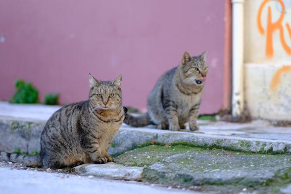 Two tabby cats sit on a sidewalk in front of a Bordeaux red house.