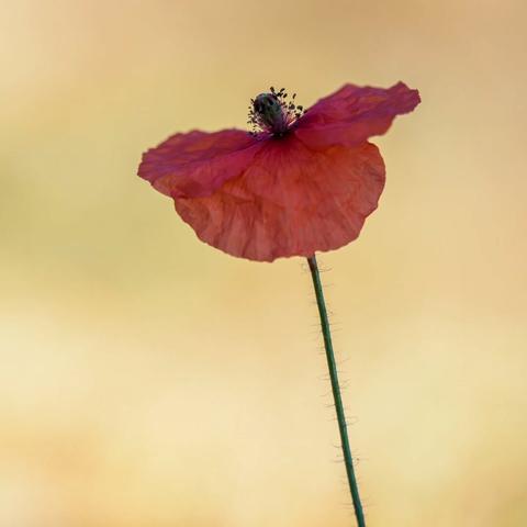 A single red poppy flower stands elegantly against a soft beige background. The delicate petals display rich crimson tones with subtle purple undertones, creating a translucent effect as light passes through them. The flower's thin, green stem rises vertically, covered in fine hairs, creating a striking contrast with the smooth texture of the petals. At the center of the bloom, dark stamens cluster together, forming a distinctive focal point. The composition follows minimalist principles, with the flower positioned slightly off-center, creating visual balance and negative space. The shallow depth of field blurs the background into a warm, uniform tone, emphasizing the flower's natural form and texture.