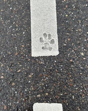 A footprint from a dog in road markings in a city. The dog was clearly walking over those markings when tey were still wet