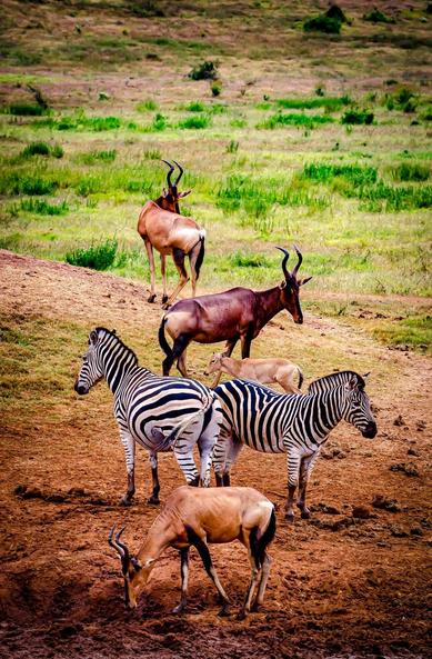 The image shows a group of zebras and antelopes, likely hartebeests, in a natural grassy landscape. The zebras are distinguished by their black and white stripes, while the antelopes have tan bodies and dark horns.
