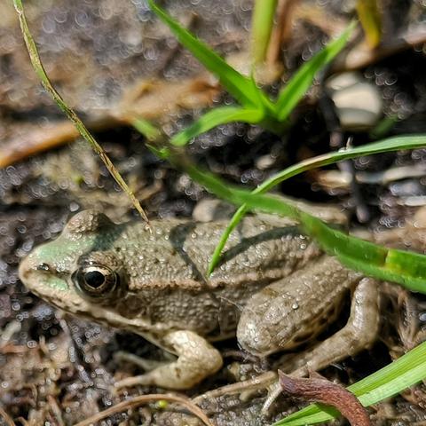 auf matschigem untergrund und unter einzelnen grashalmen sitzt ein junger graugrüner frosch, kopf nach links, wir gucken von leicht schräg oben drauf. die färbung ist sehr gedämpft, viel mehr grau als grün, nur vorne an der nasenspitze kommt ein grünton durch der aussieht wie korrodiertes kupfer, grünspan. das im verhältnis zum körper noch ziemlich große auge ist klar und starrt knapp unter der kamera vorbei, sieht konzentriert aus.
