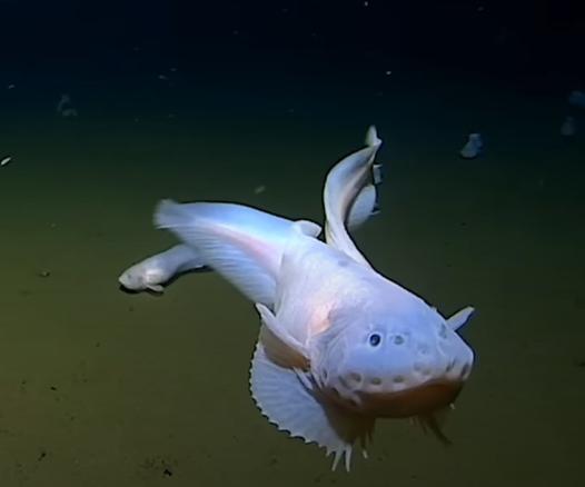 le-poisson-limace-le-poisson-le-plus-profond-du-monde