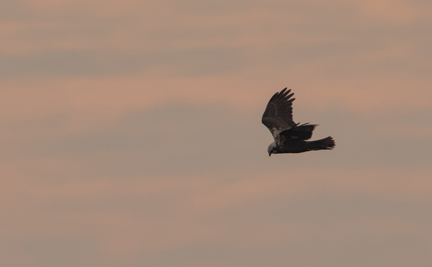 Un busard des roseaux femelle (oiseau de proie avec un corps sombre et des tâches claires sur la tête et le début des épaules) qui vole