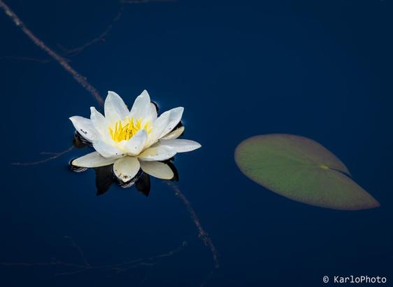 A water lily floating in some water.