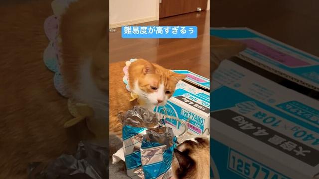 お迎えってそんなに難しい？ #wellerman #育児替え歌 #oyano #ねこ動画 #猫のいる暮らし #nyucodec