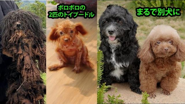 捨てられた2匹のトイプードル、愛されて初めて見せた本当の笑顔