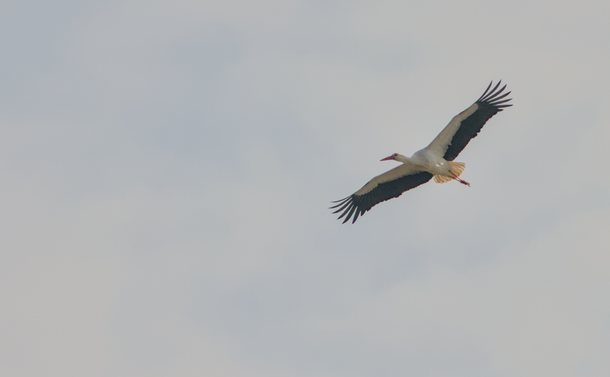 Une cigogne blanche (grand échassier avec le corps blanc, un long cou, un bec conique et pointu et des larges ailes blanches et noires) en vol