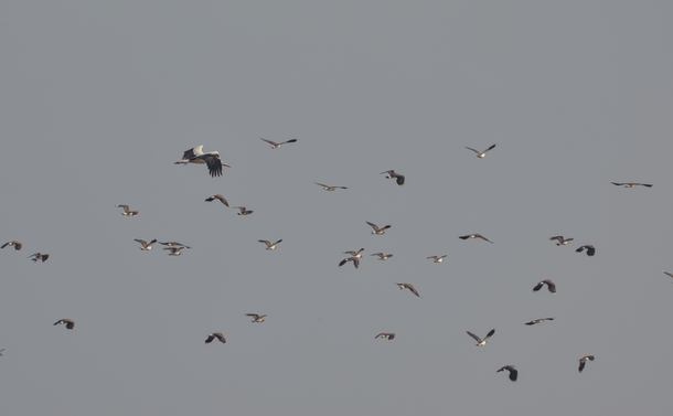 Une cigogne blanche qui vole au milieu des vanneaux huppés