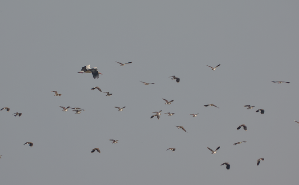 Une cigogne blanche qui vole au milieu des vanneaux huppés