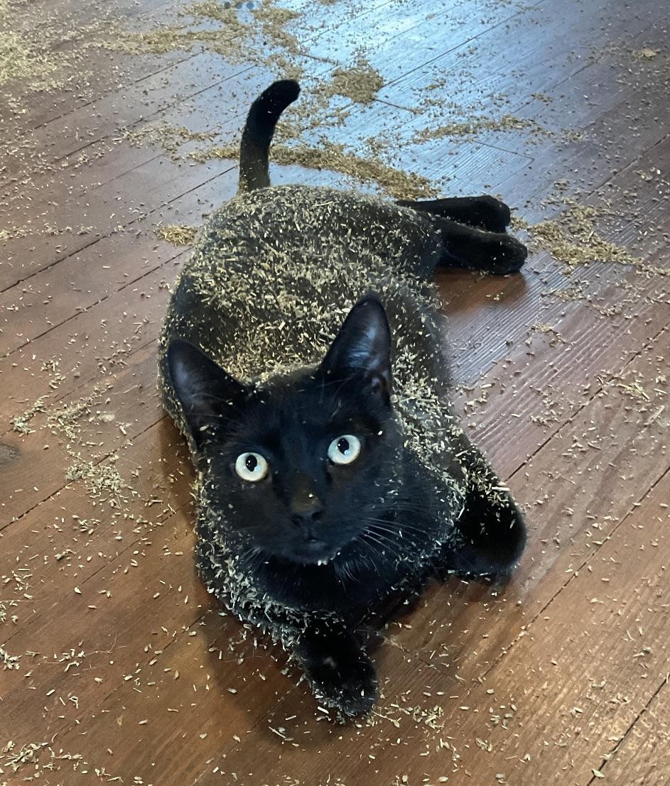 Photo of a black cat laying on a hardwood floor with catnip everywhere. A majority of the nice smelling catnip is embedded in the cat's fur, almost as if a certain sweet kitty cat was doing a gator roll on it. Cat looks like an everything bagel, except the "everything" is exclusively catnip.