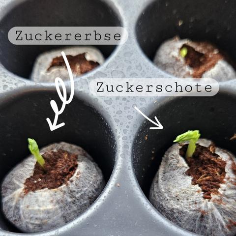 Gekeimte Zuckerschote und Zuckererbse