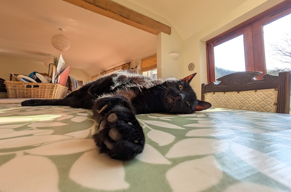 A large black cat lounges on a vinyl covered kitchen table. His paw, in the foreground, looks enormous. It is enormous because he is a polydactyl cat but the perspective makes his paw look larger than his head. The shot is taken at a very low angle. He's looking quite stern but he's actually a very friendly cat.