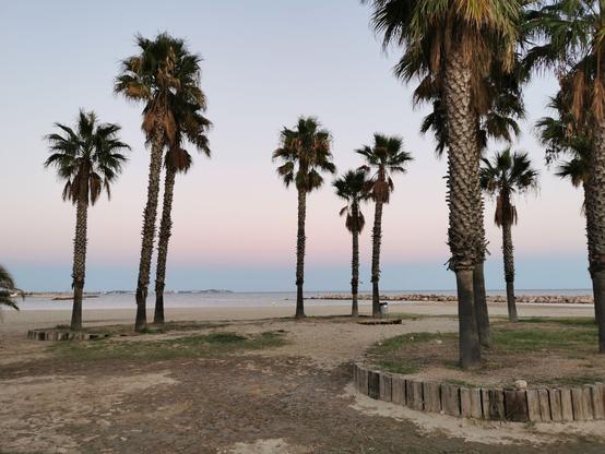 Palmen am Strand von Cambrils