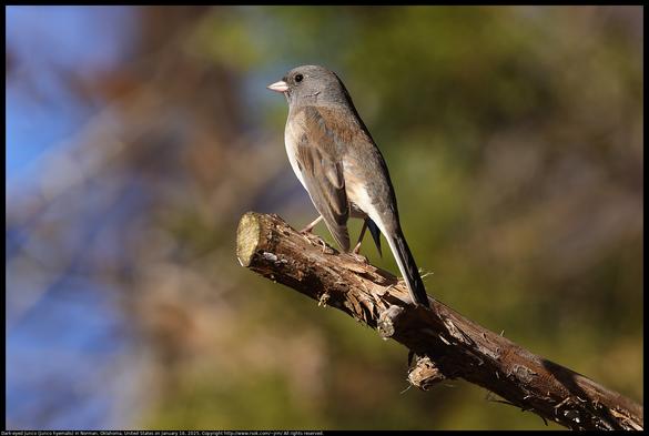 A Dark-eyed Junco (Junco hyemalis) was standing on an Eastern Red Cedar (Juniperus virginiana) branch with wings slightly spread in preparation for flight in Norman, Oklahoma, United States on January 16, 2025.