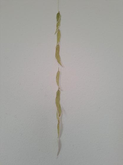 The gum leaves strung on a string and hanging on a white wall.