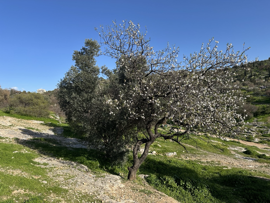 Tree in bloom with the Athens Akropolis in the background