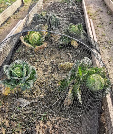 Quatre choux dans un carré potager à moitié vide