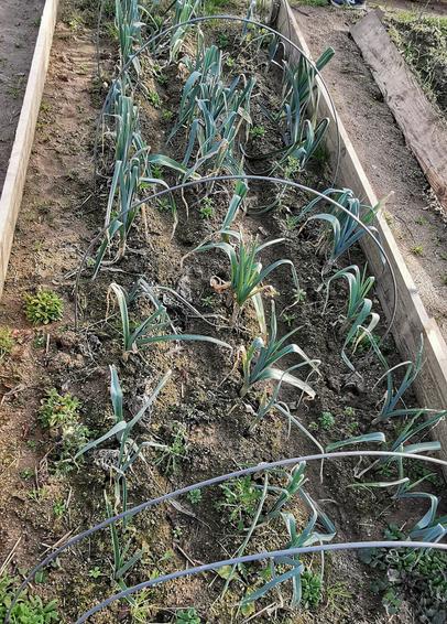 Trois rangs de petits poireaux dans un carré potager