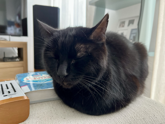 Gato negro durmiendo sobre un reposa piés blanco. A su derecha hay un mando y un libro azul. Al fondo, una estantetría con fotos, un amtavoz y un mueble bajo con un televisor.