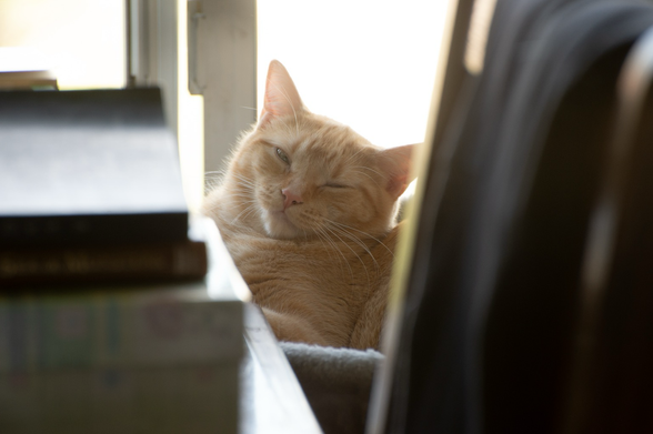 A ginger cat is espied by a window through piles of books and other things. She looks back at the camera sleepily, one eye barely open.