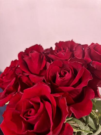 Red roses