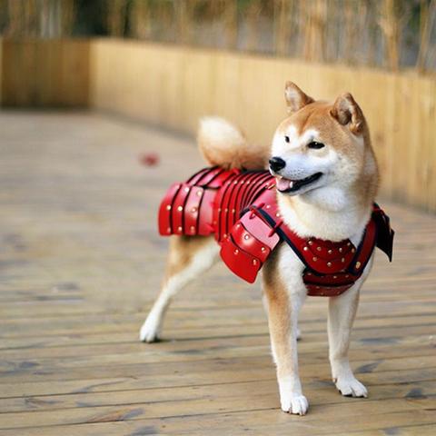 Des armures de samouraï pour chats et chiens 1