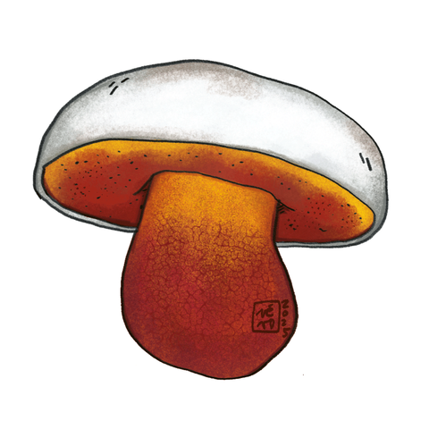 Illustration eines stämmigen Pilzes mit hellem Hut, blutroten Röhren an der Hutunterseite und einem gelb-rot leuchtenden Stiel, der von einem roten Netz überzogen ist