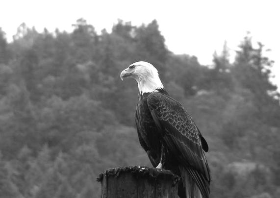A black & white photograph of a bald eagle perched on a wooden dock post with a backdrop of blurred trees & hills. The eagle's head is turned to the side, showcasing its sharp beak & distinctive white head feathers, in side profile.