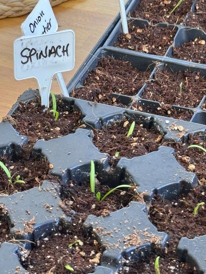 Black plastic trays filled with peat-free compost. Some small green plants are growing out of them. Two labels read Spinach and Onion.