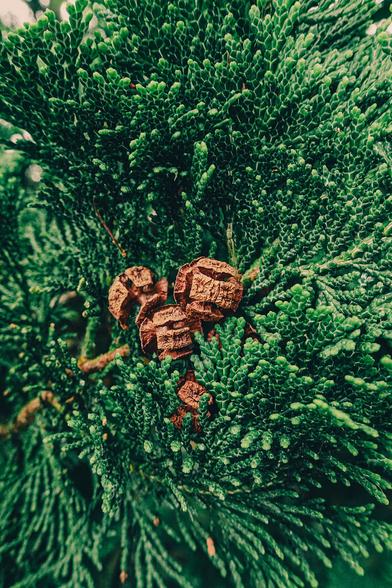 Close-up of brown cypress cones surrounded by dense, dark green foliage
