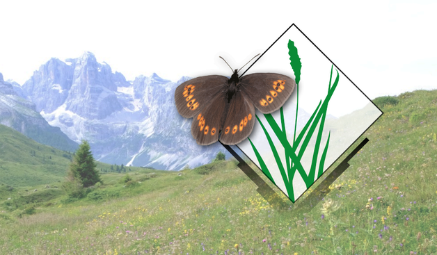 GRASS GIS logo with an image of Almond-eyed Ringlet in the foreground, and Alp landscape in the background.