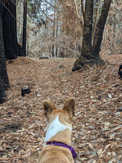 The back of a dog's head which blends in well with surrounding duff.