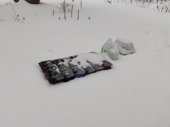 Outdoor photo showing tray of 18 small pots, vinegar bottle, salad container, all sitting deep in the snow.