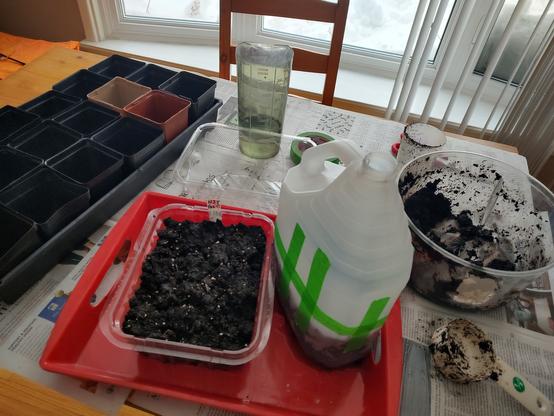 Indoor photo showing salad container filled with soil, taped up vinegar bottle, small empty pots, water, tape, soil, scoop.