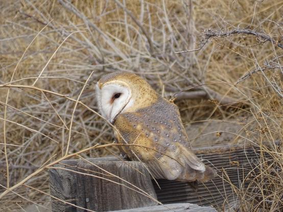 Perched on a small wooden canal structure, surrounded by winter brown reeds and grasses, a barn owl looks down into the empty ditch. It's brown and tan dusty back has dark spots throughout the feathers, tail slightly spread. The distinctive white heart shape face with small dark eyes is turned to the left.