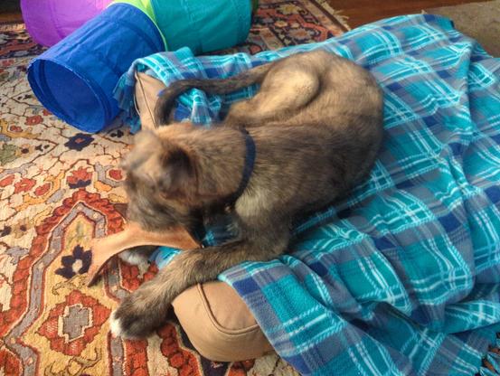 An Irish Wolfhound puppy with a brindle coat, that is light tan, and dark reddish brown, curled up on a flannel sheet covering a dog bed. He is chewing on a leather chew toy, shaped like an antler.
