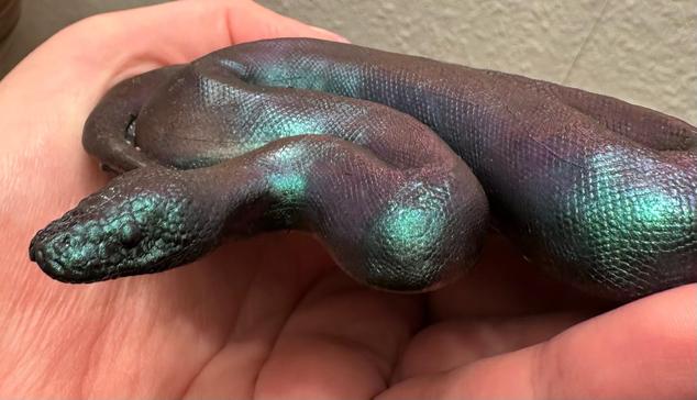 Close up of the ball python figure.