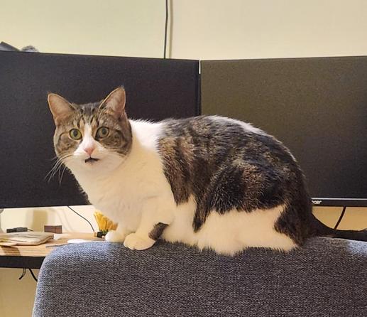 A white and brown cat with green eyes perched on the back of a desk chair with its mouth open in a silly expression