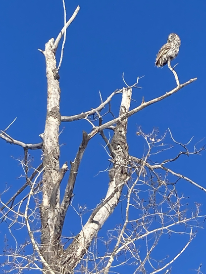 A grey owl sitting on a scrawny tree.