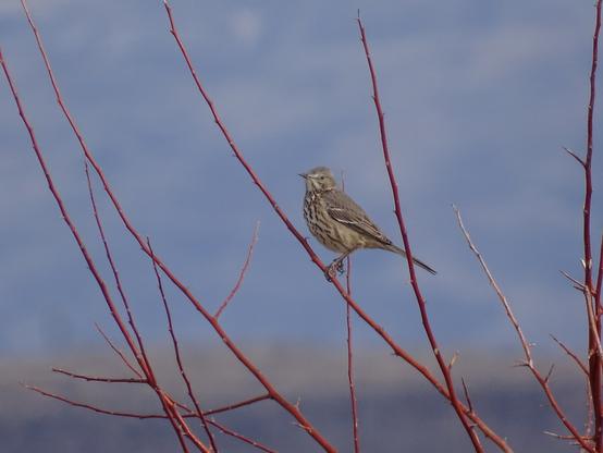 A small light brown bird with two white bars on its wings and a heavily spotted chest perches on a thin bare red branch. White stripes stretch back over its face from the short straight bill.