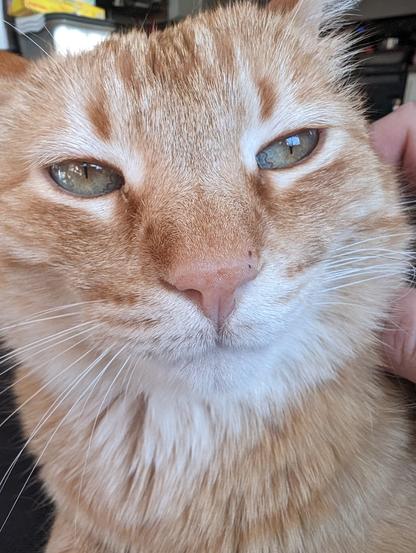 Honey the incredibly orange female cat, turns out she's a he so here he is in all his glory. cute face, cute eyes, just cute as a button!