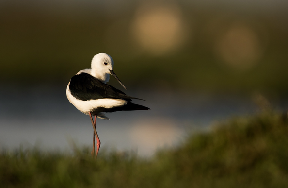 A Black-winged stilt with its head turned backwards. The background is a small wetland.