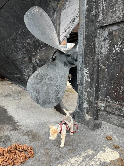 A dog stands next to the large propeller of a tugboat.