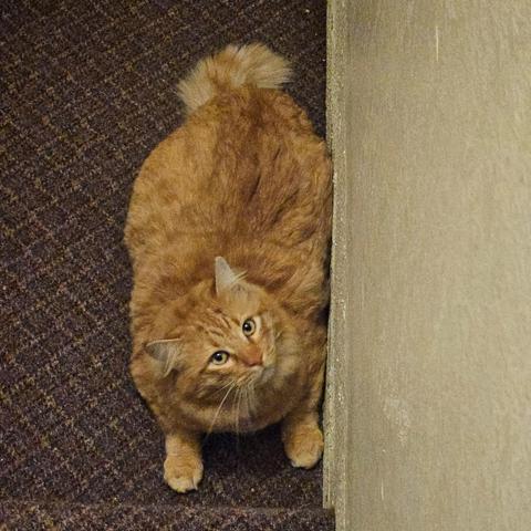 Obi is a fluffy orange tabby with gold eyes. He lies on a brown carpet with a diamond pattern, and next to a beige wall. He looks up at the camera with trepidation.