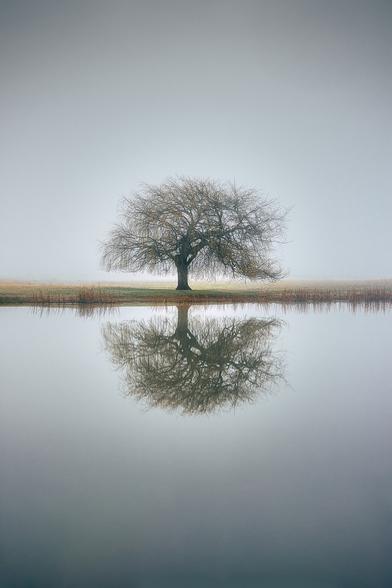 Photo of a large leaveless lone tree, refelected in the grey water in front of it, under a grey sky.