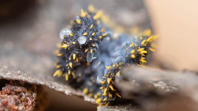 A photograph of a blue invertebrate covered in yellow spines, curled up and secreting two blobs of white blood from its head and back.