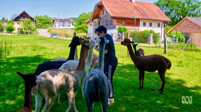 Sue Perkins being intimidated by a group of alpacas. lol. They just want food.